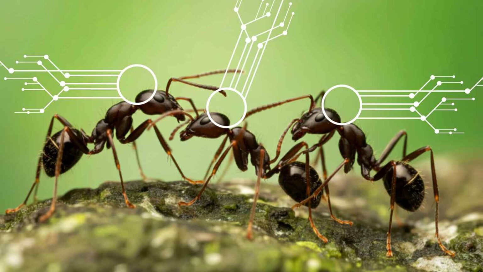 Robot ispirati a formiche, uccelli e ratti imparano dalla natura a orientarsi con resilienza e meno complessità.
