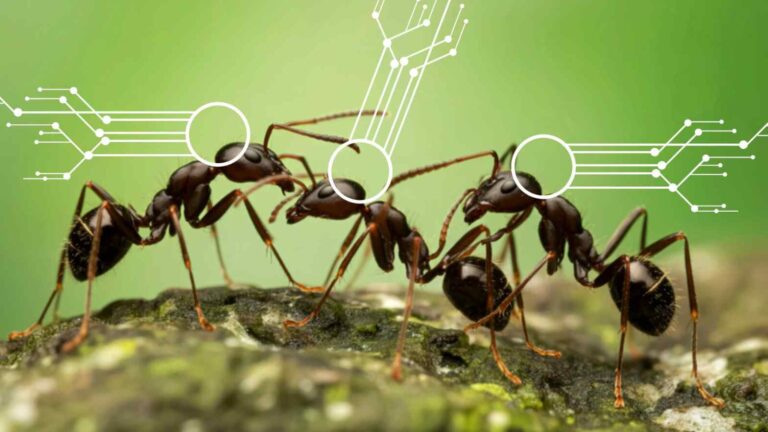 Robot ispirati a formiche, uccelli e ratti imparano dalla natura a orientarsi con resilienza e meno complessità.