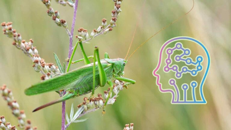 Un AI ispirata agli insetti unisce suoni e immagini come il cervello umano, aprendo nuove possibilità per robot e guida autonoma.