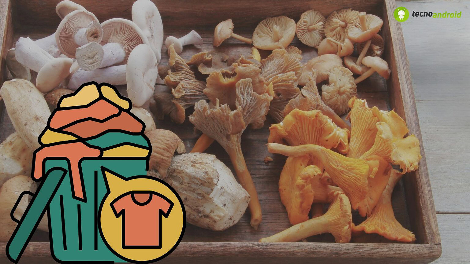 Mushrooms, porcini secchi e freschi, perfetti per ricette autentiche.