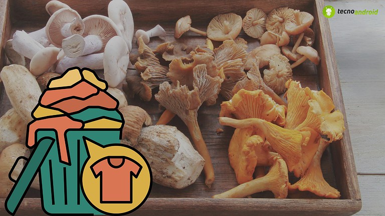 Mushrooms, porcini secchi e freschi, perfetti per ricette autentiche.