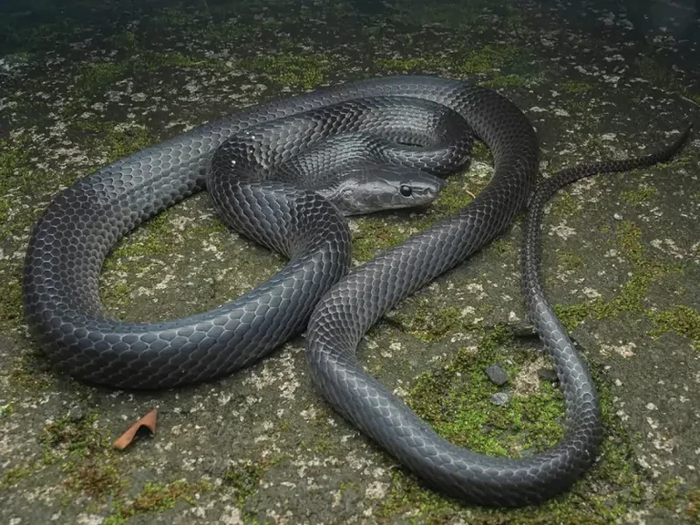 Serpenti Senza Zampe Svelato il Mistero dellEvoluzione e Perche Ti Affascinera