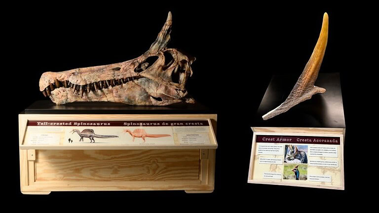Spinosaurus Mirabilis