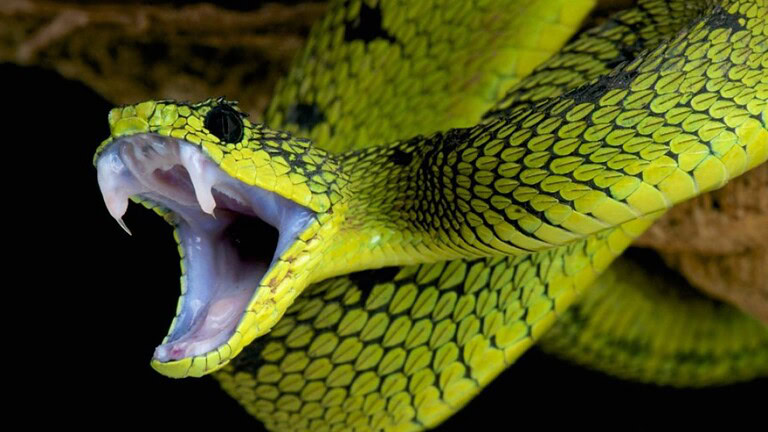 Serpenti: il mistero del cannibalismo tra simili
