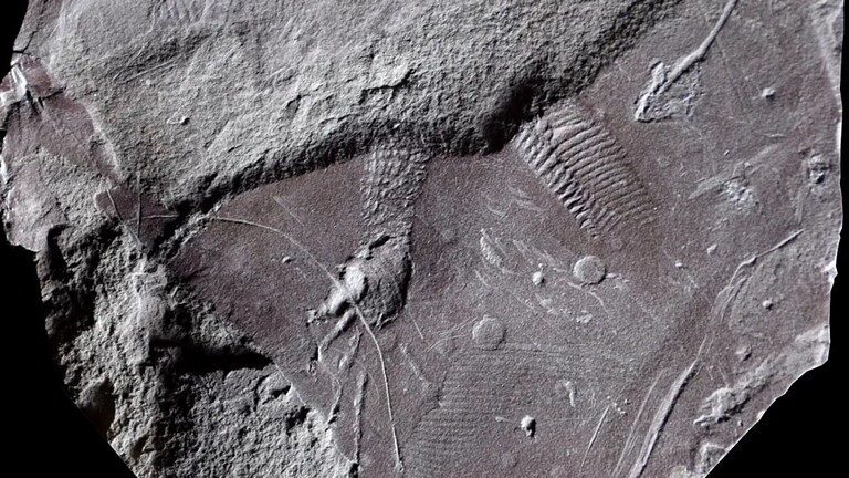 Impronte di pelle da 300 milioni di anni: sono le più antiche al mondo