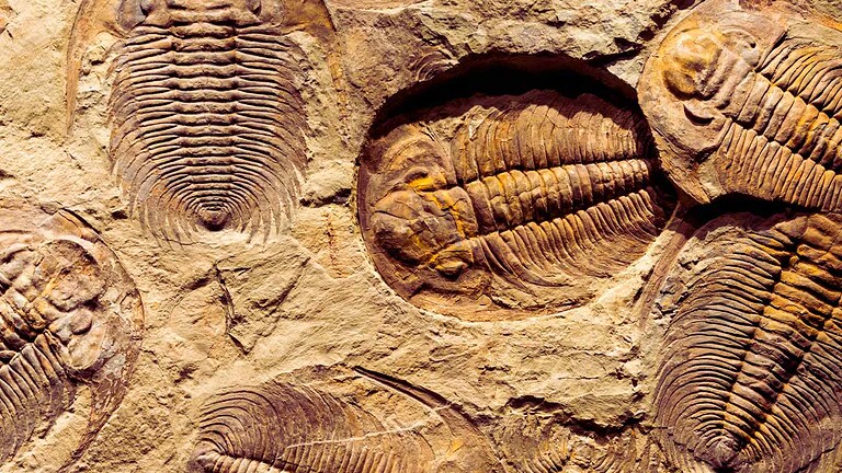 Fossili australiani rivelano che 250 milioni di anni fa anfibi marini colonizzavano mari bassi su scala quasi globale.