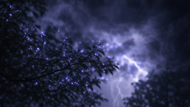 Lampi ultravioletti sugli alberi: il fenomeno invisibile catturato durante i temporali