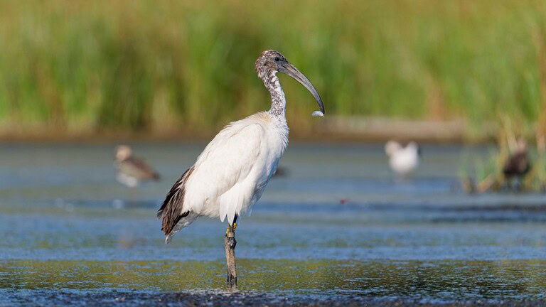 Aviano, problema uccelli: trenta ibis bloccano i voli militari