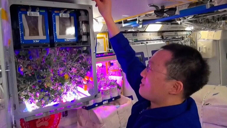 Cina, raccolti i primi pomodori cresciuti sulla base spaziale: è la prima volta