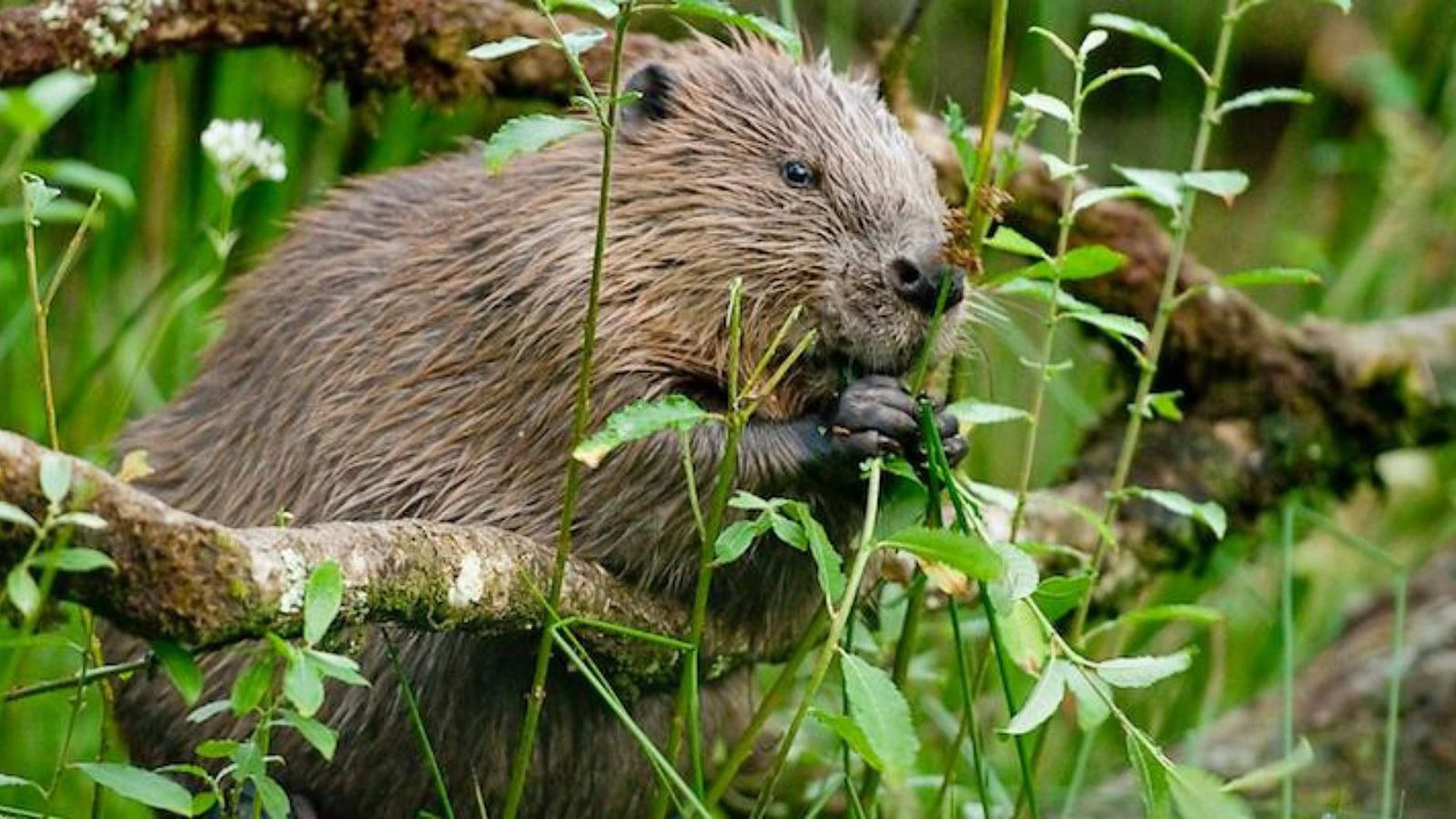 Cambiamento climatico, i castori passano da "problema" ad arma segreta