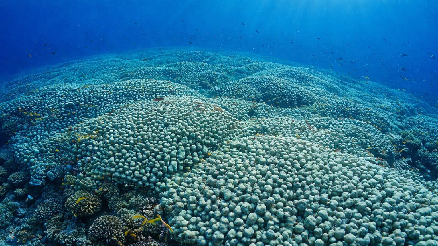 Australia, trovato il corallo più grande del mondo: 3.973 metri quadrati