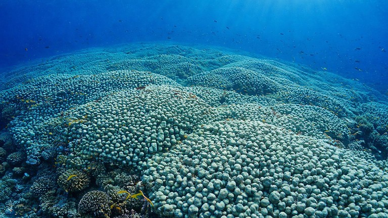 Australia, trovato il corallo più grande del mondo: 3.973 metri quadrati