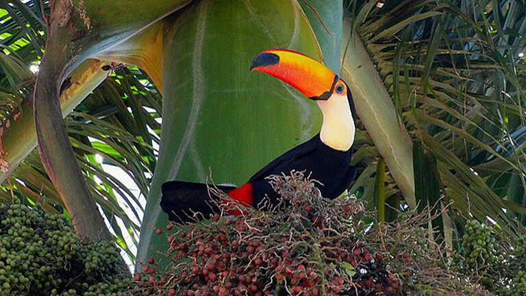 Cambiamento climatico, foreste tropicali: ecco cosa sta zittendo gli uccelli