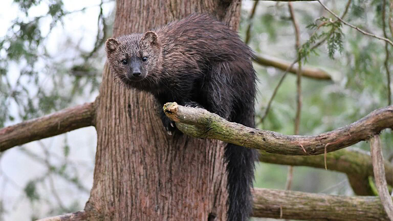 Ohio: un animale è Pekania pennanti torna in Ohio dopo 150 anni: il motivo è incredibile