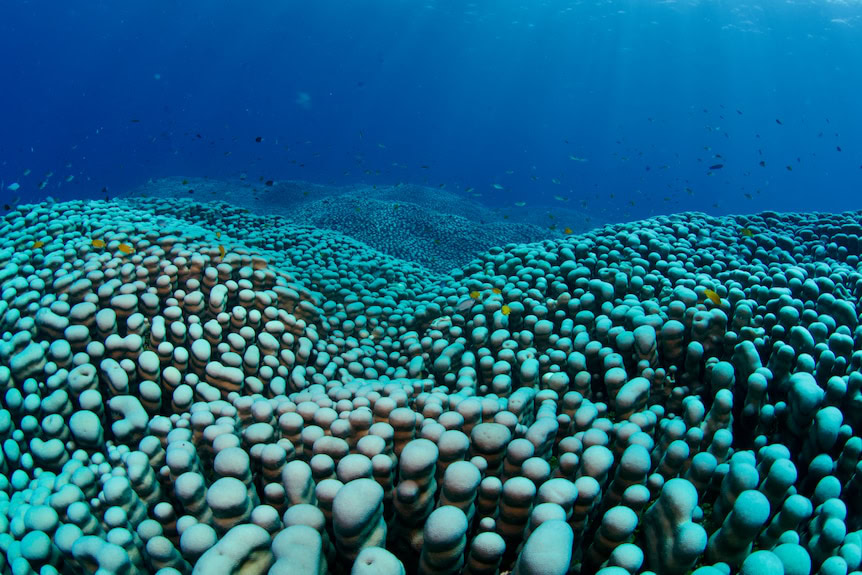 Corall più grande del mondo grande barriera corallina Australia