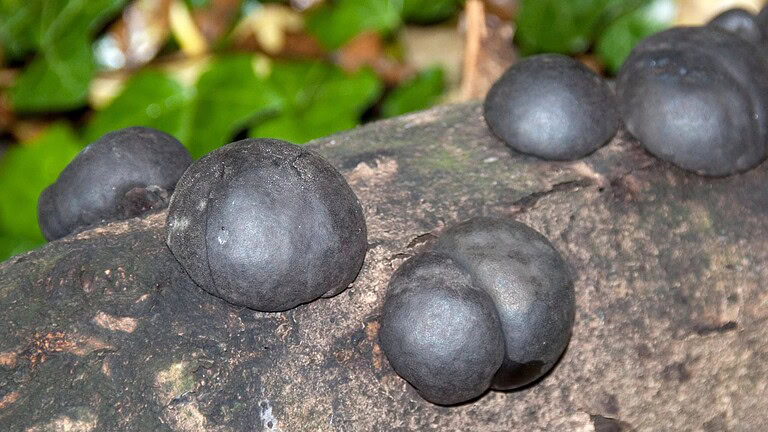 Fungo nero di Chernobyl: è in grado di trasformare radiazioni in energia