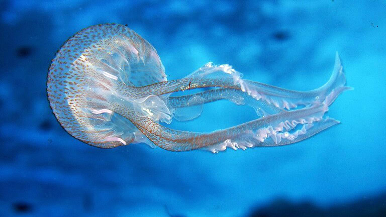 Meduse e ctenofori: gli studi sul loro cervello sono sorprendenti