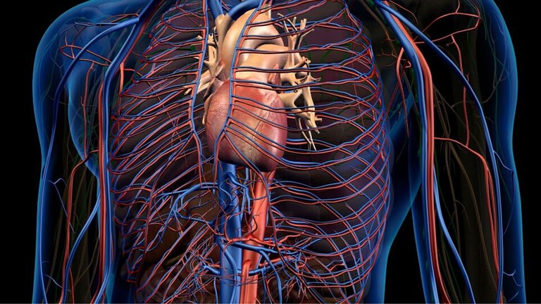 Corpo umano: quali sono le arterie più importanti che ci tengono in vita