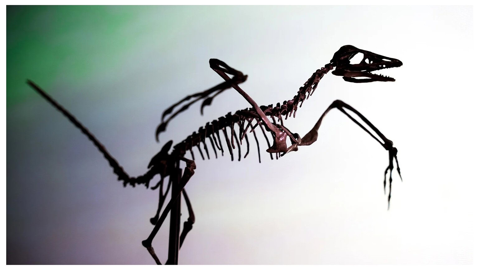 dinosauro