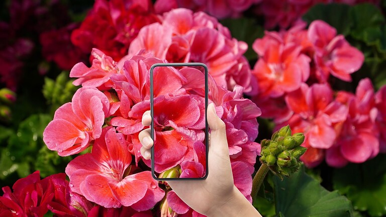 app riconoscimento fiori