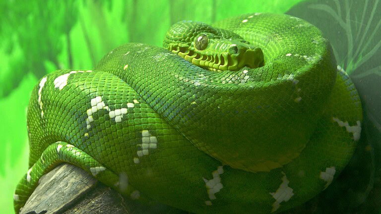 serpente arboricolo