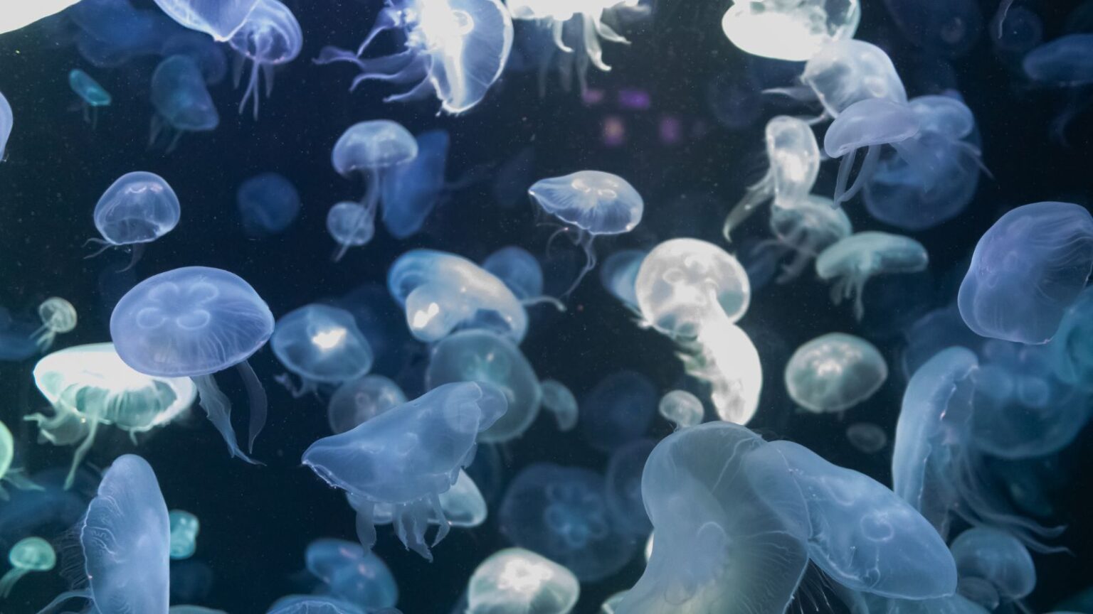 nasa meduse