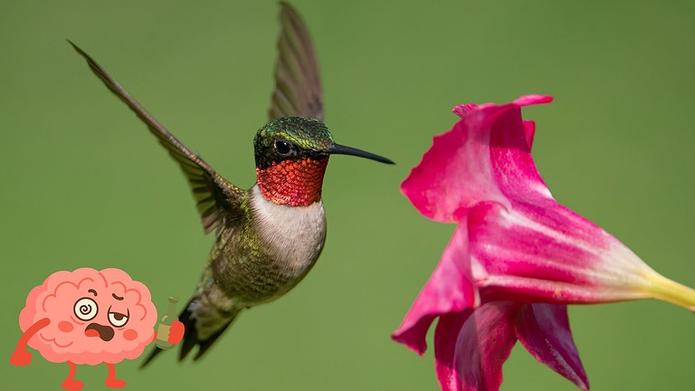 alcol api e colibrì