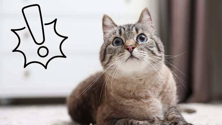 gatto fuori casa
