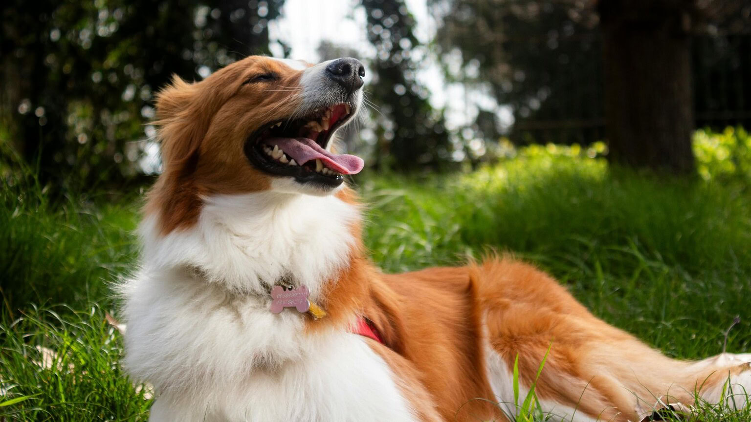 cane addomesticato