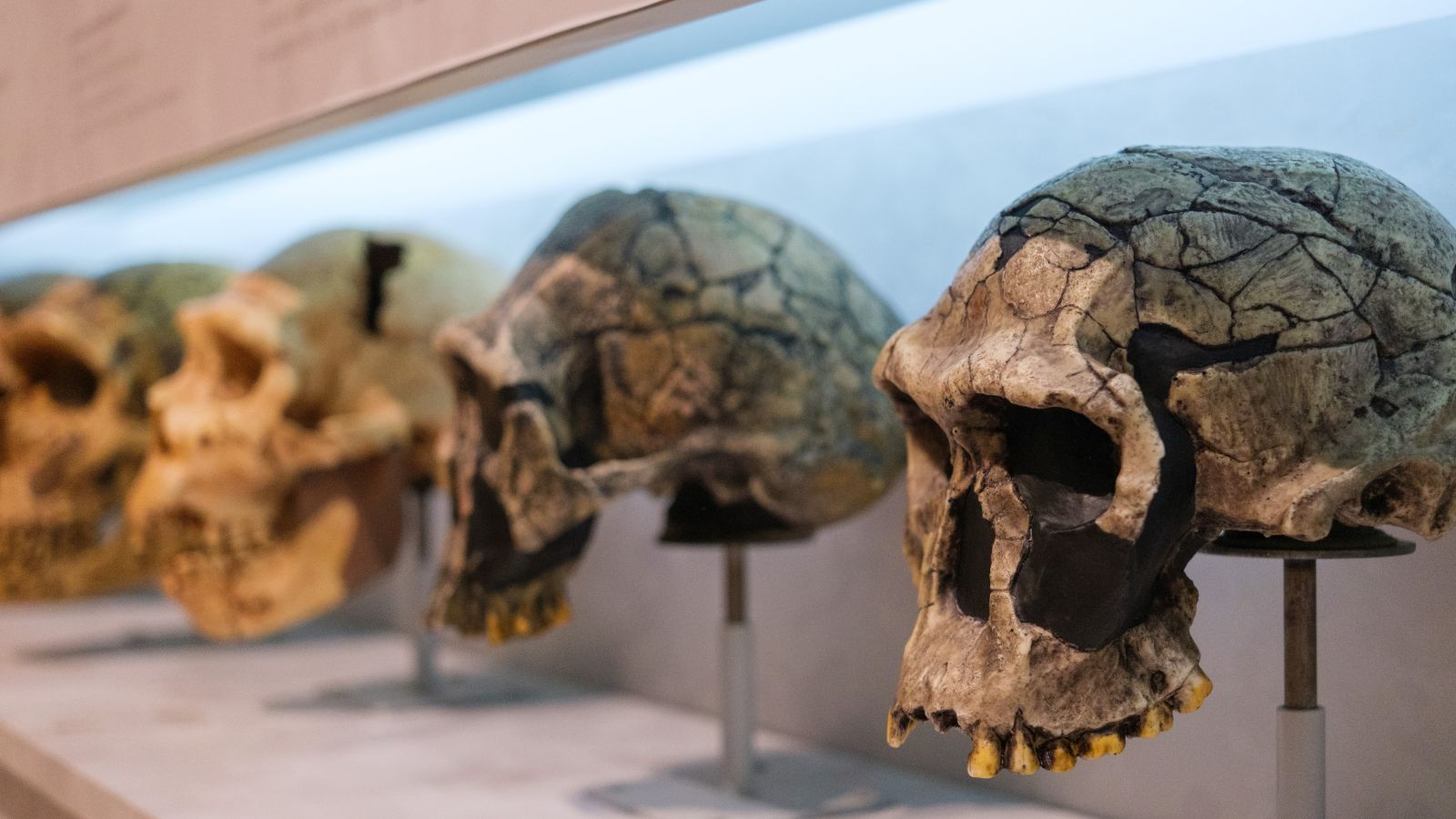 Fossile in Egitto riscrive le origini dell'uomo: la scoperta