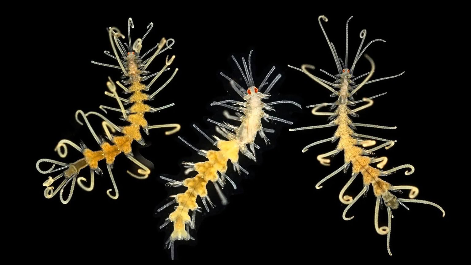 EuroWorm: il progetto per salvare le specie marine