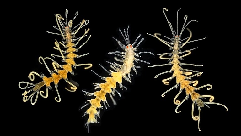 EuroWorm: il progetto per salvare le specie marine