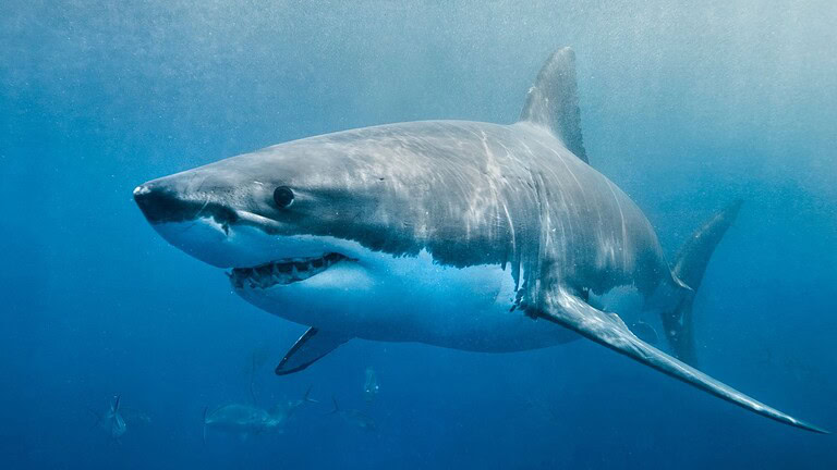 Squali con cocaina nel sangue: la scoperta inquietante alle Bahamas
