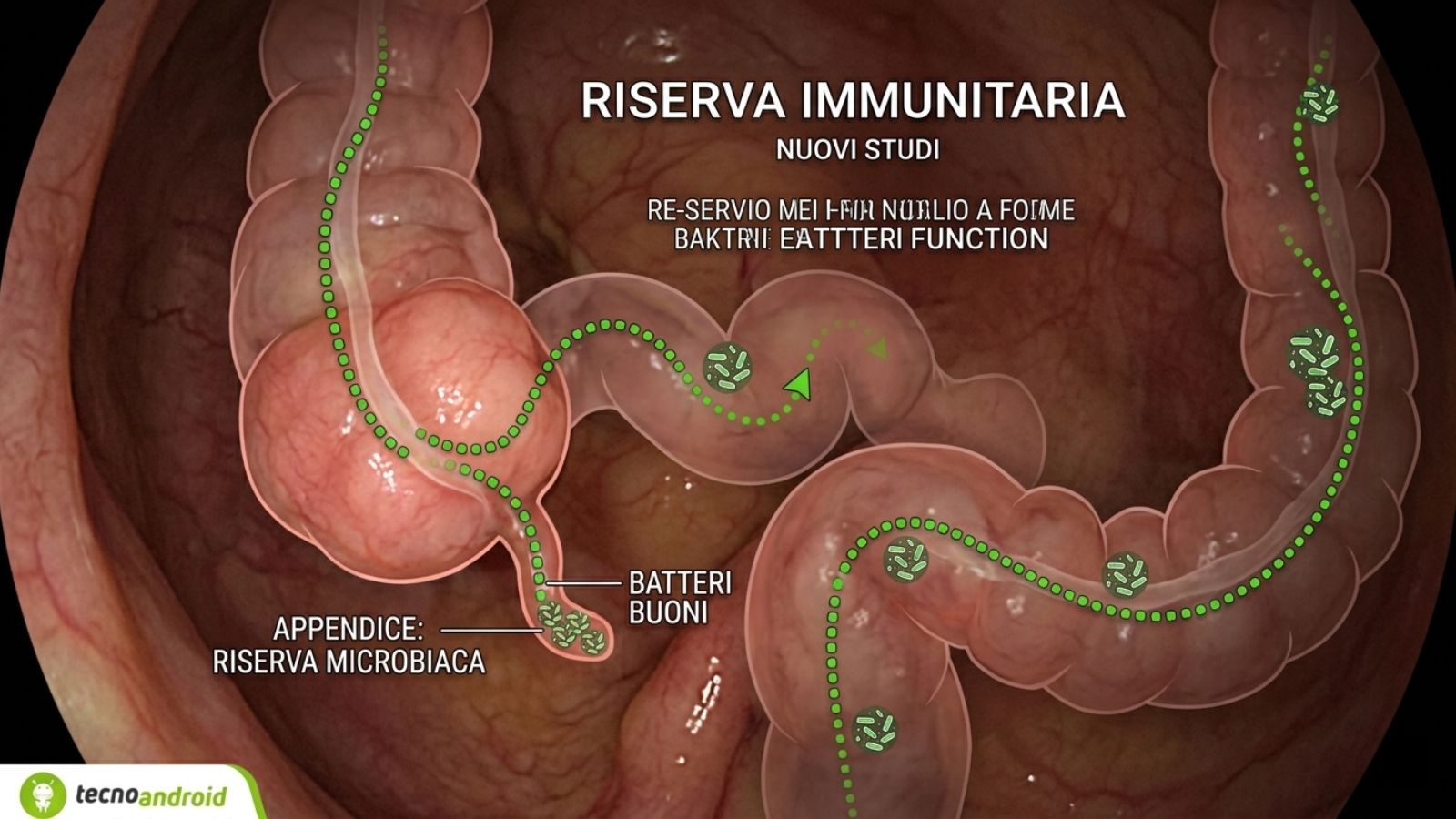 Appendice inutile? Nuovi studi ribaltano tutto ciò che credevi