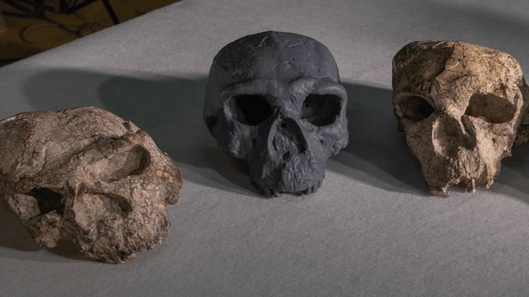 Fossili umani in Cina: due teschi riaprono il dibattito sull'evoluzione - fossili umani Cina