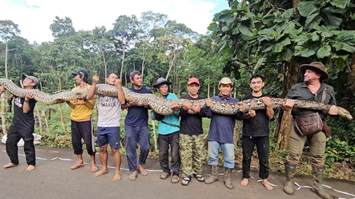 Serpente più lungo del mondo trovato in Indonesia: ecco quanto misura_2