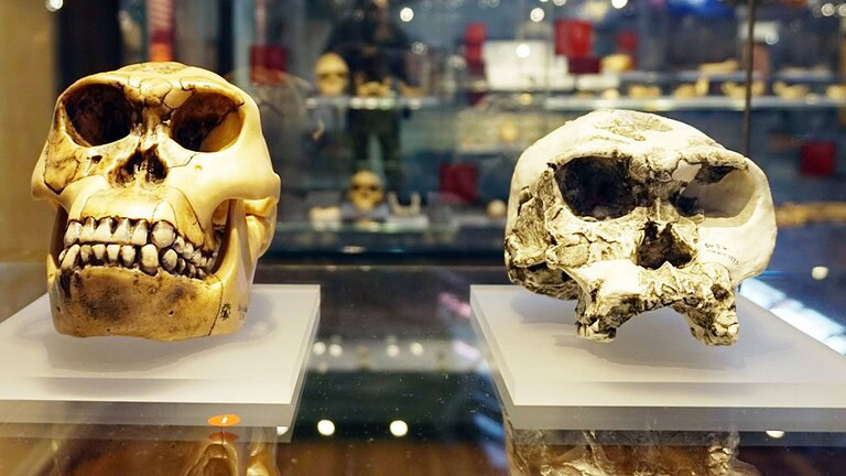 Homo habilis: il mistero irrisolto che divide ancora la scienza