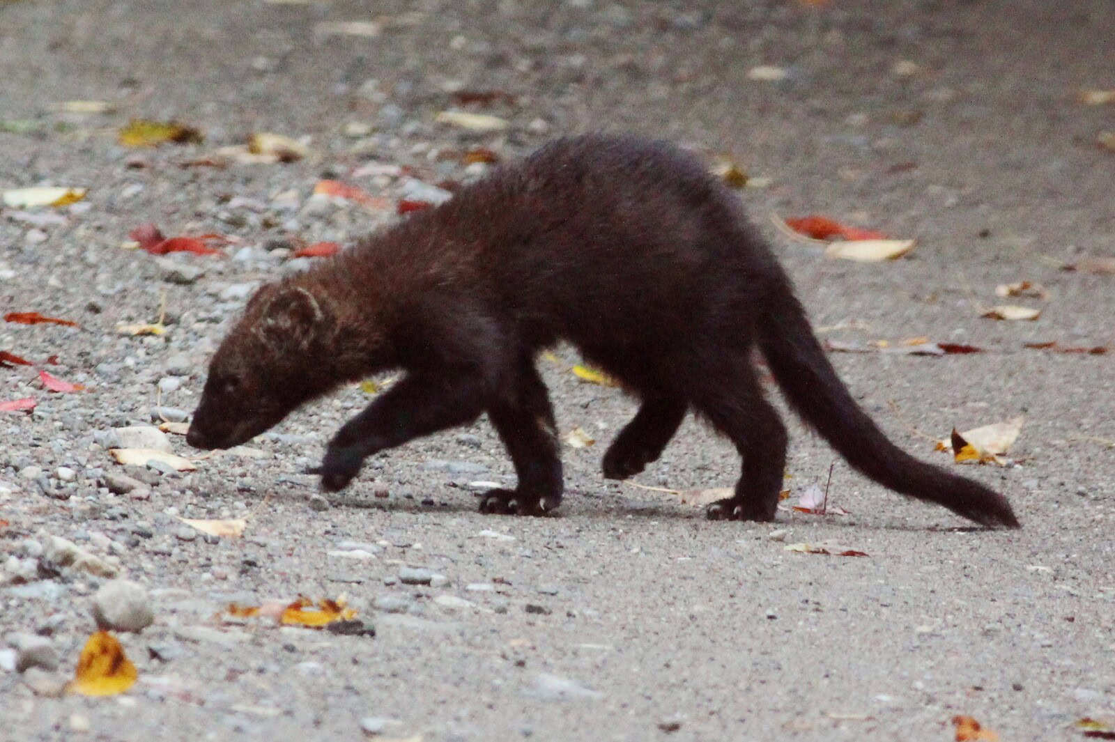 Ohio: un animale è Pekania pennanti torna in Ohio dopo 150 anni: il motivo è incredibile_2