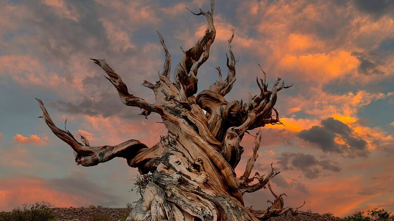 Pino bristlecone: il segreto dell'albero che vive oltre 5.000 anni