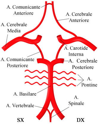 Corpo umano: quali sono le arterie più importanti che ci tengono in vita_1