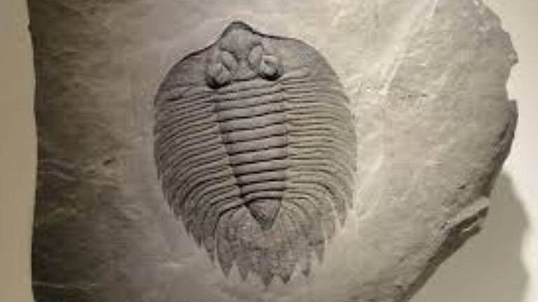 Fossile di 289 milioni di anni fa cambia la storia della respirazione