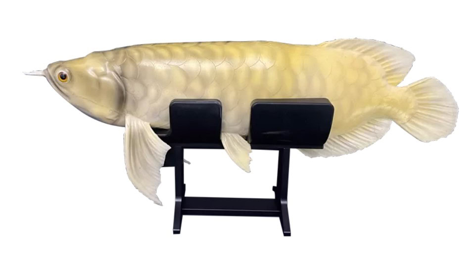 Pesce robot arowana: quasi impossibile distinguerlo da quello vero_2