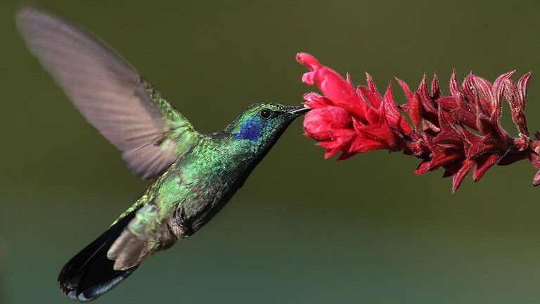 Bere alcol tutto il giorno senza ubriacarsi: api e colibrì ci riescono, ecco come