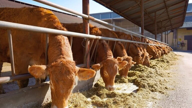 Dermatite nodulare in Sardegna: nuovo focolaio tra i bovini spaventa gli allevatori