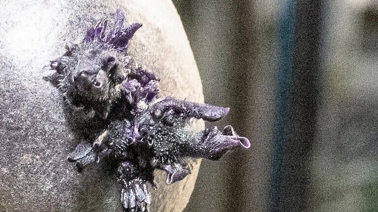 ISS, creatura con tentacoli viola spunta sulla stazione spaziale