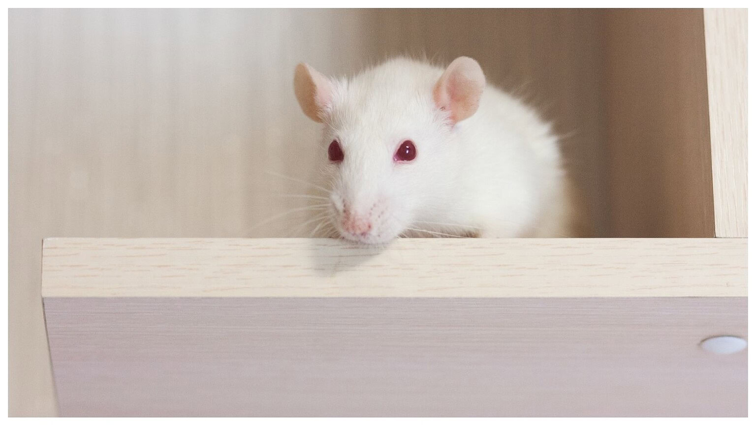 neuroni di ratto