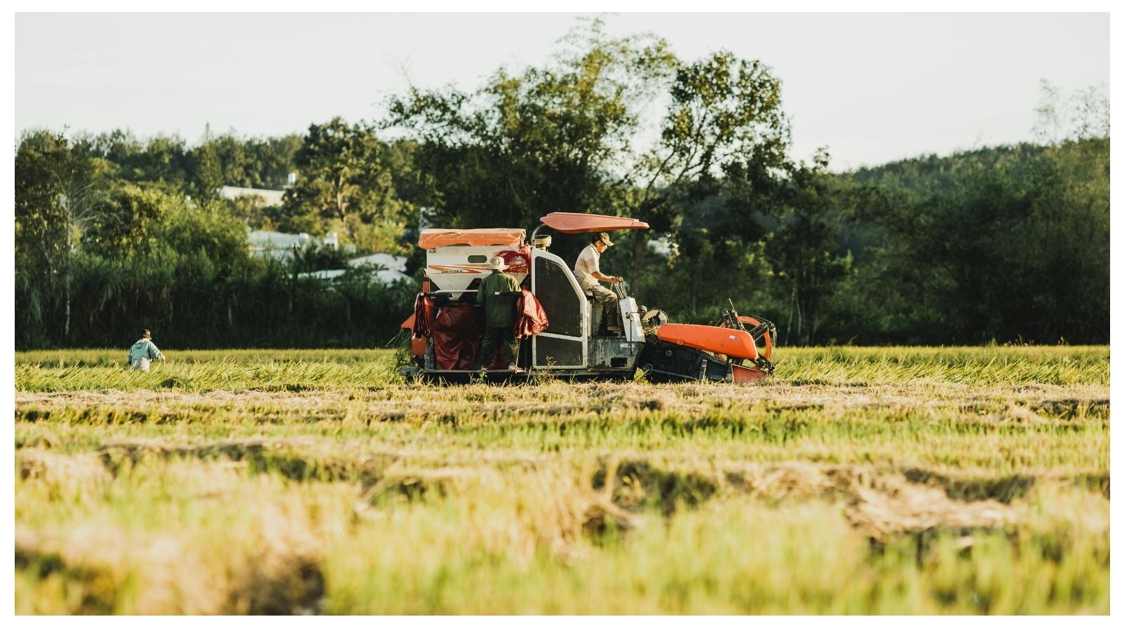 Fertilizzanti dal Golfo: la guerra in Medio Orient &hellip;
