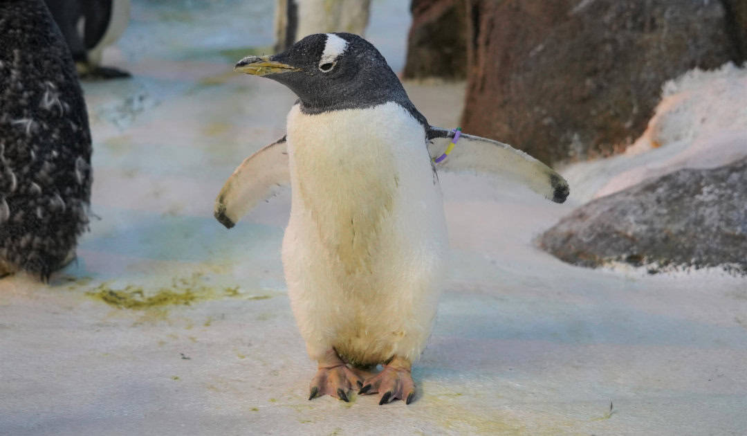 Pinguini: negli zoo invecchiano prima anche se mangiano di più, ecco perché