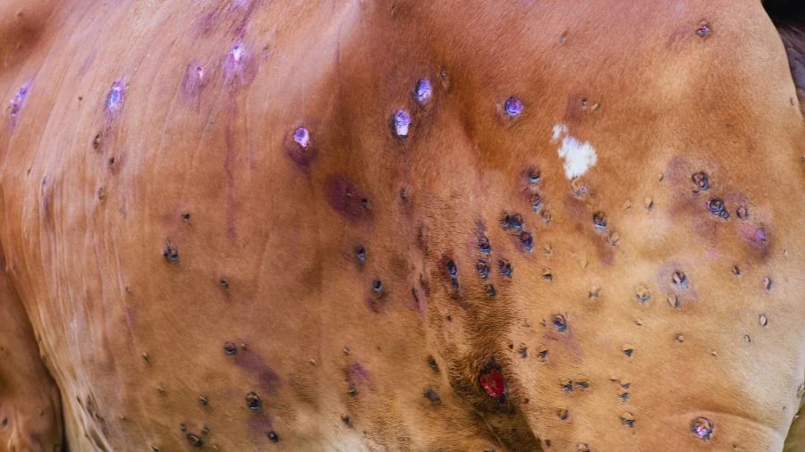 Dermatite nodulare in Sardegna: nuovo focolaio tra i bovini spaventa gli allevatori