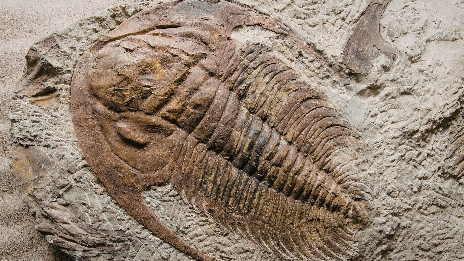 fossile
